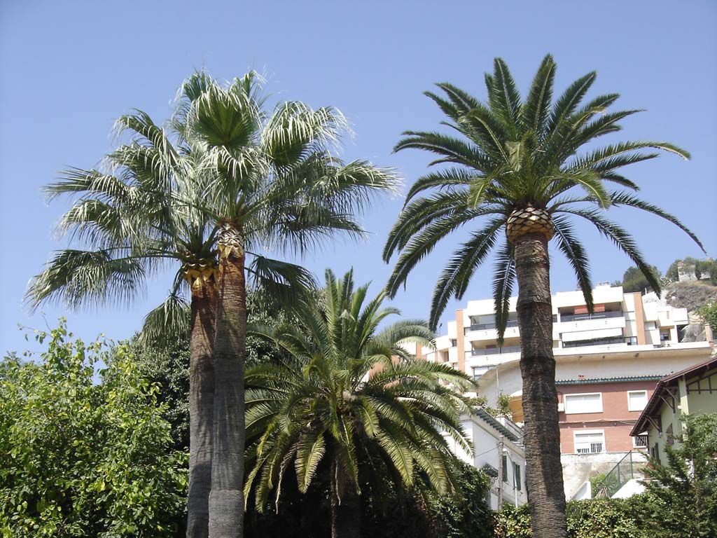 palm trees pruning marbella