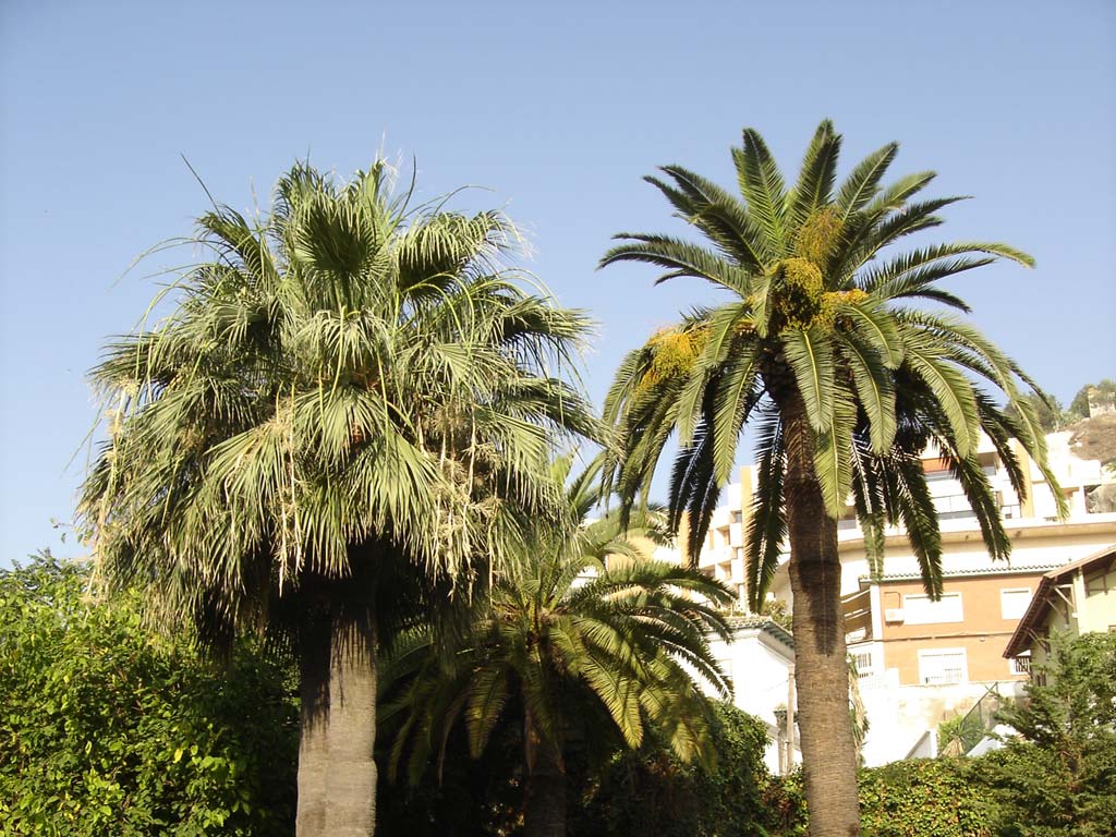 poda arboles palmera marbella